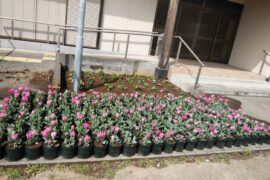 チューリップフェスタ搬入