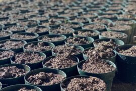 地域清掃活動、及びチューリップ球根植えを行いました