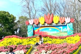 出羽地区チューリップフェスタ開催
