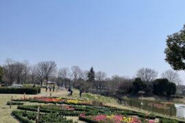 チューリップ搬入しました