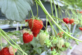 3月20日（祝）子ども会いちご狩りを開催しました