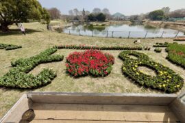 チューリップ搬入しました